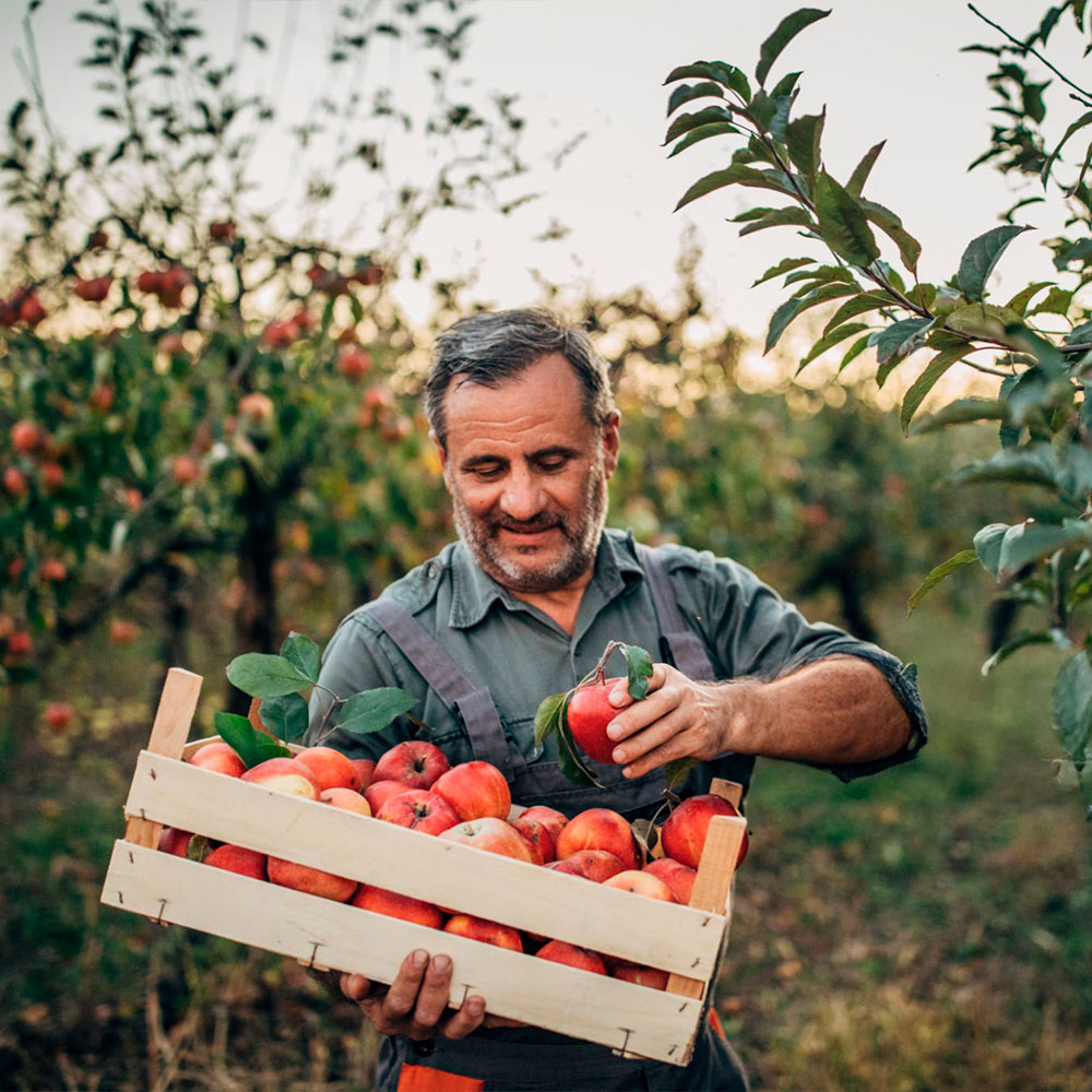 Produtor agrícola con caixa de mazás colleitadas.