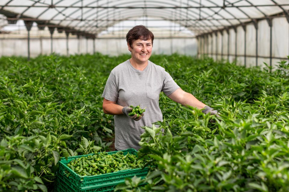 Agricultora recollint pebrots verds en un hivernacle.