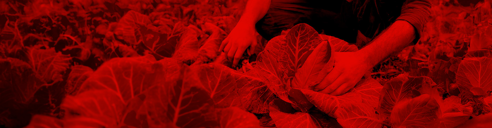 Persona recol·lectant verdures en un cultiu agrícola.