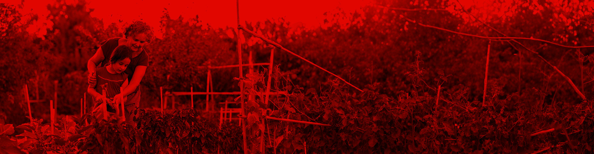 Persona recolectando verduras en un cultivo agrícola.