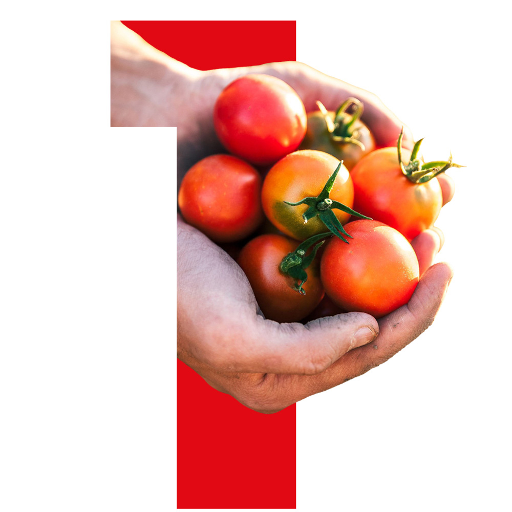 1. Eskuak tomate freskoei eusten.